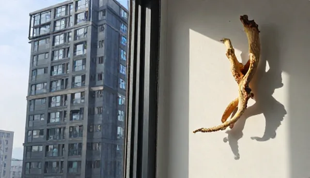 当归干品在渠道供货中的使用误区与维护建议